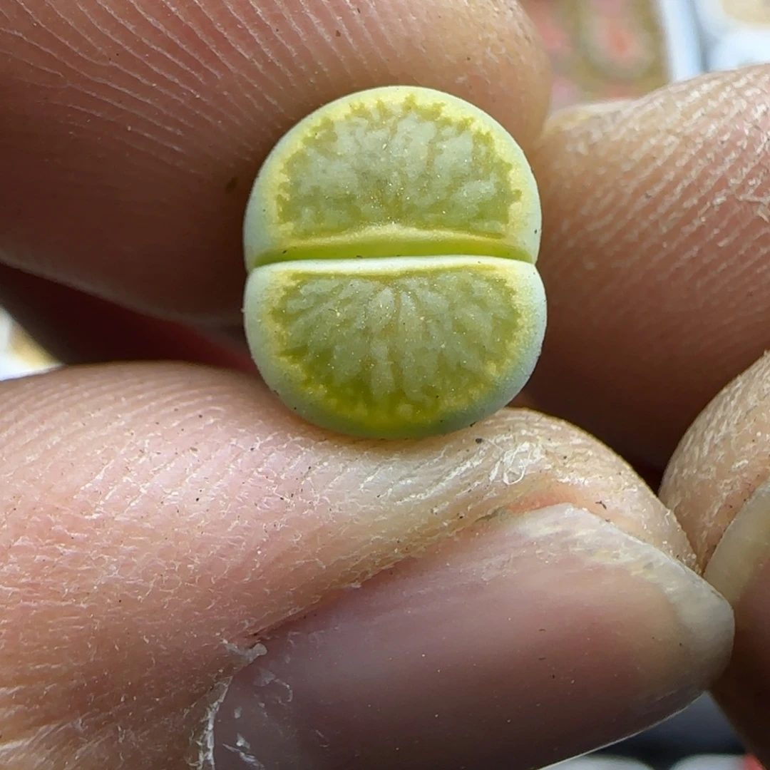 425 生石花大棚直播