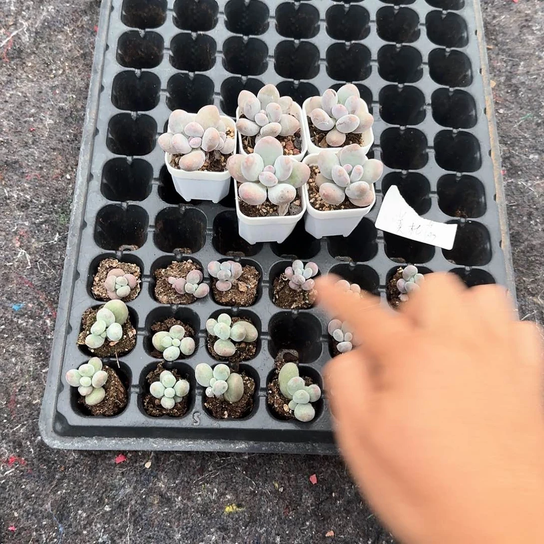 美杜莎一物一趴专拍