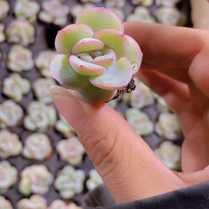 5精品泡芙2颗一组