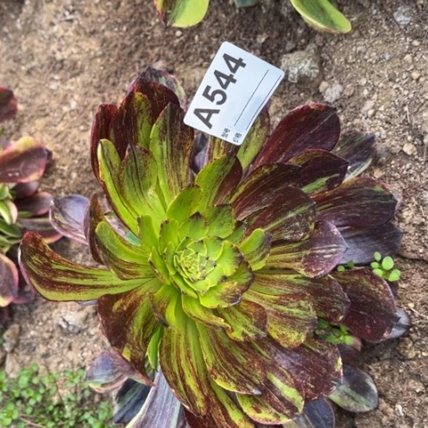 多肉植物莫兰迪捧花