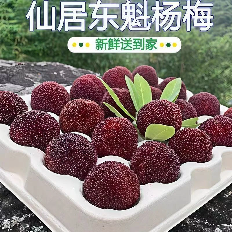 （顺丰包邮）13A正宗浙江仙居东魁大杨梅产地现发颗粒送礼佳选