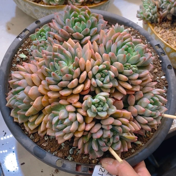 小***傲夏悦多肉 0218-18红豆