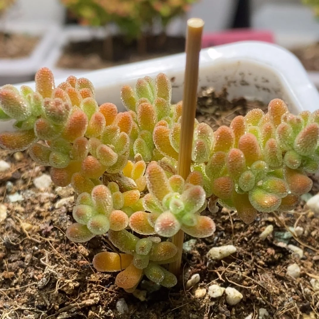 冰晶杂枝干番杏D218特价