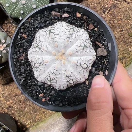 小**羊实生兜56767888