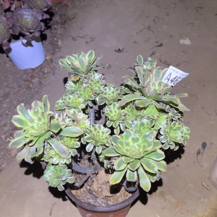 白兰地！不包断枝……多肉植物