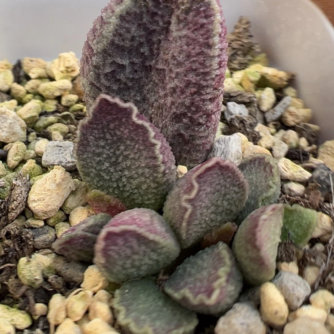 哈默猪肝水泡多肉植物