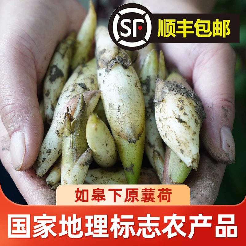 （买2斤送1斤）如皋下原蘘荷地理标志农产品白阳荷现挖现发时令鲜货