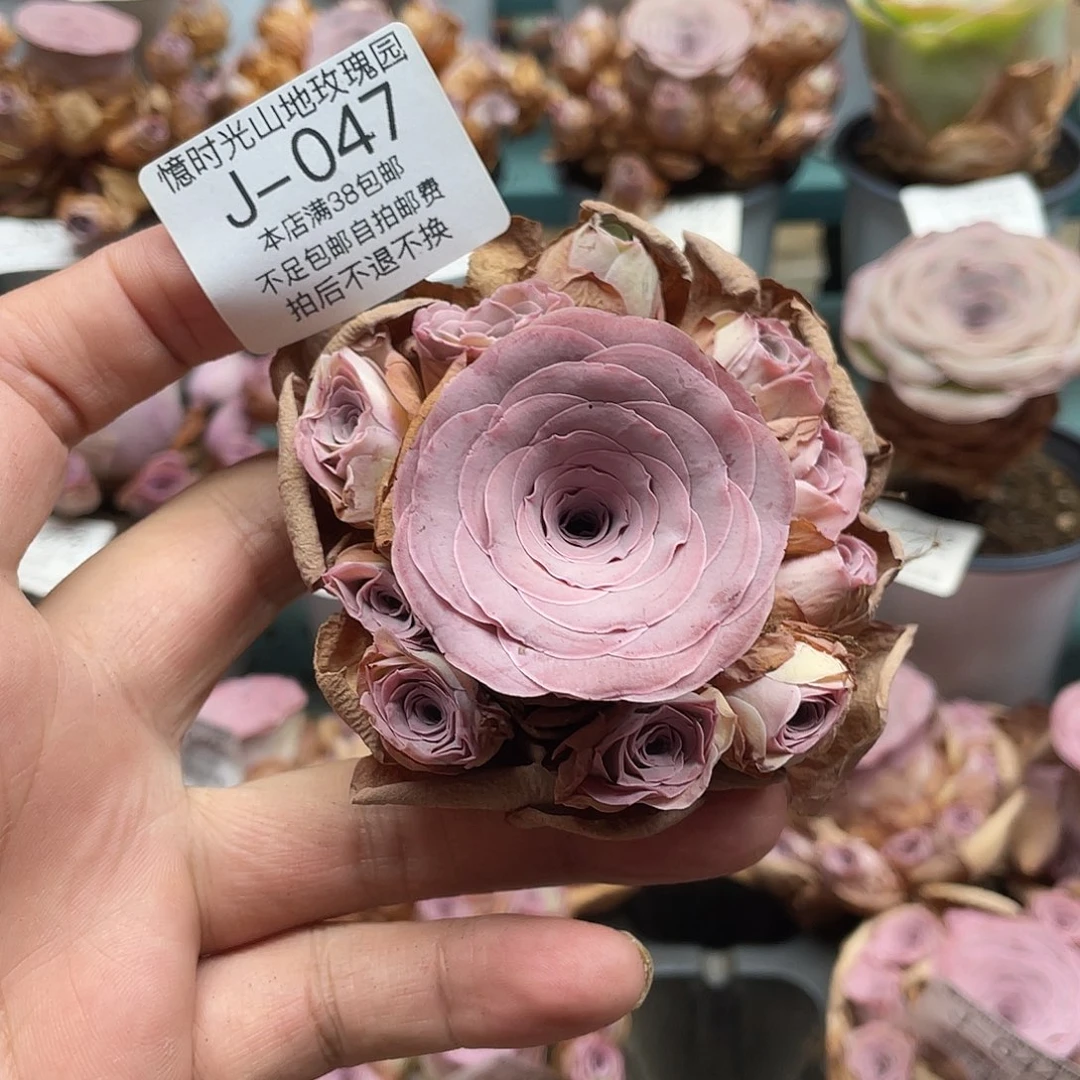 不知名福利047一物一拍