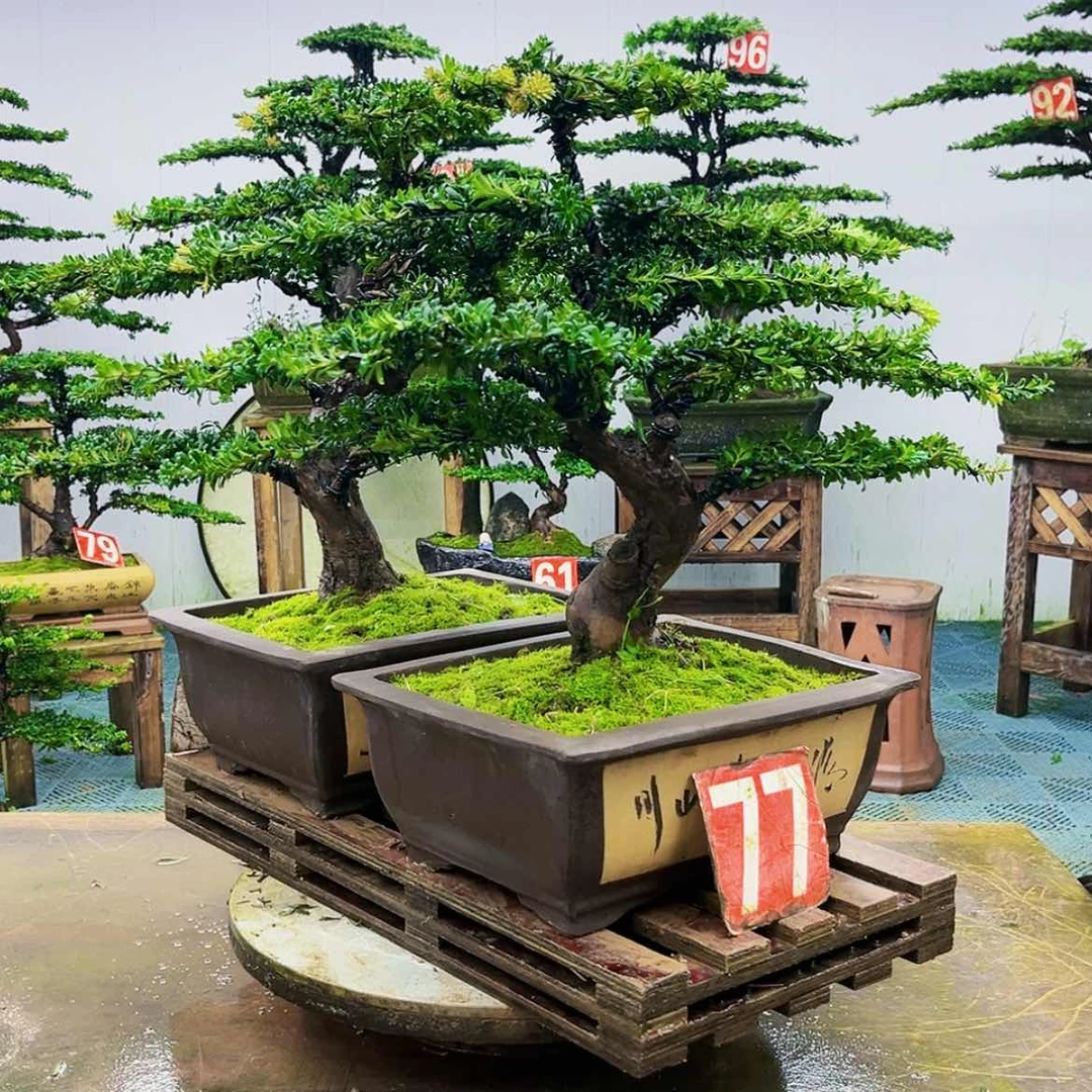 【闪购商品】无花朵