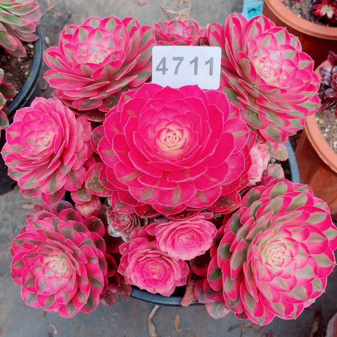 荔枝大漂亮特价多肉