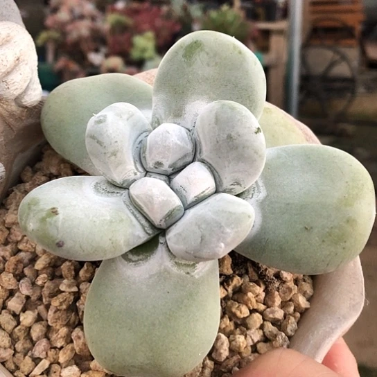 无花朵开心精品多肉盆栽