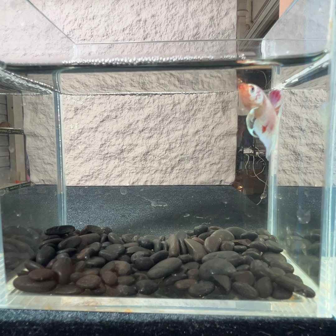 斗鱼阿浩泰斗24日117