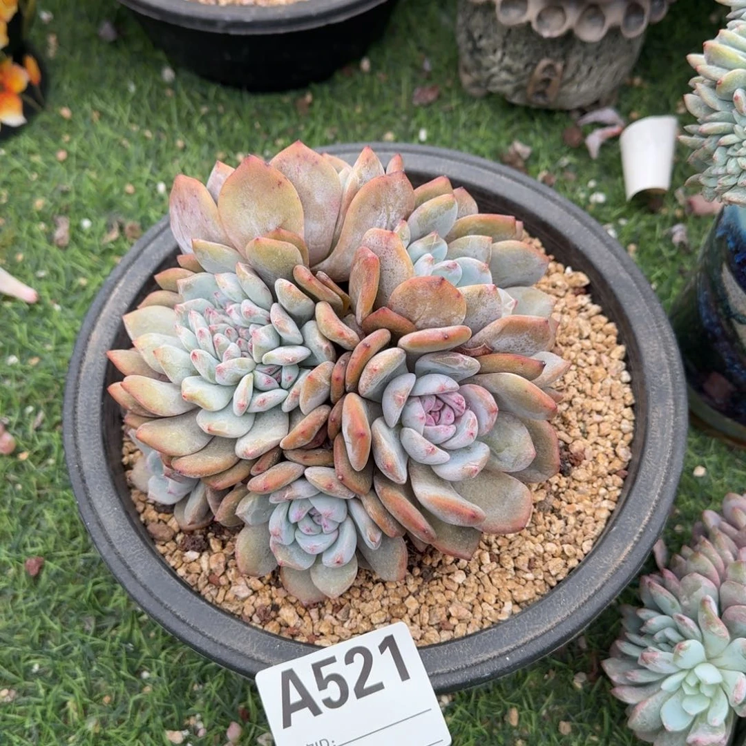 石榴籽8头带缀呀呀吗