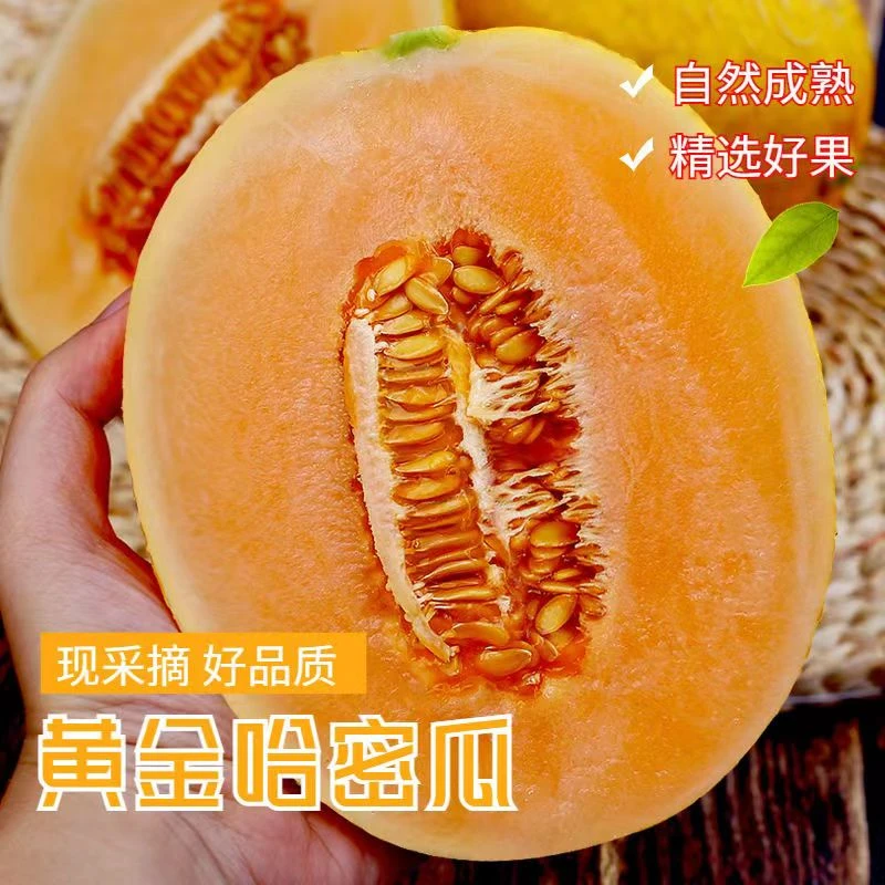 【新疆最后一波甜蜜】秋季哈密瓜金色年华黄金瓜京东/邮政新疆直发