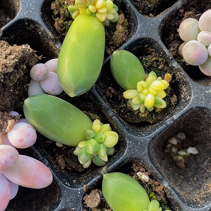 千代田之松锦穴盘满18