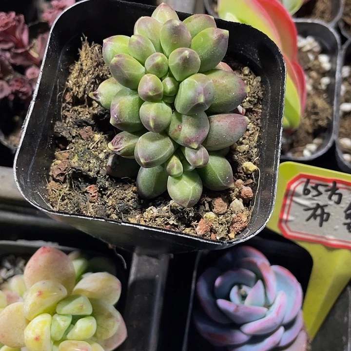 缀化千代田缀化带盆