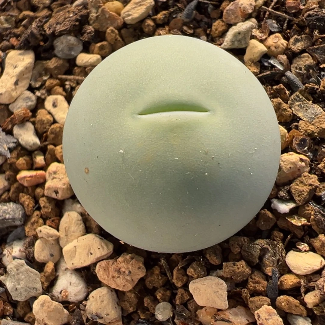 017多肉植物种类多样