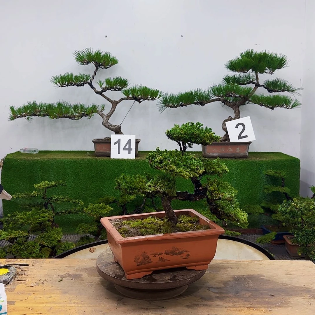 无花朵盆景盆景盆景盆景