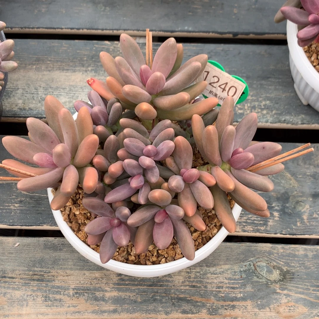 糖果美人老桩平头1240