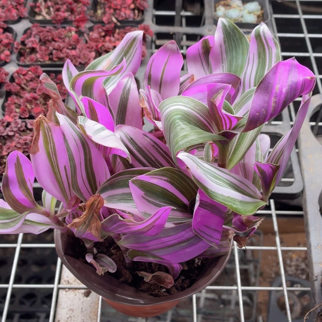 油画婚礼多肉9.9包邮发货