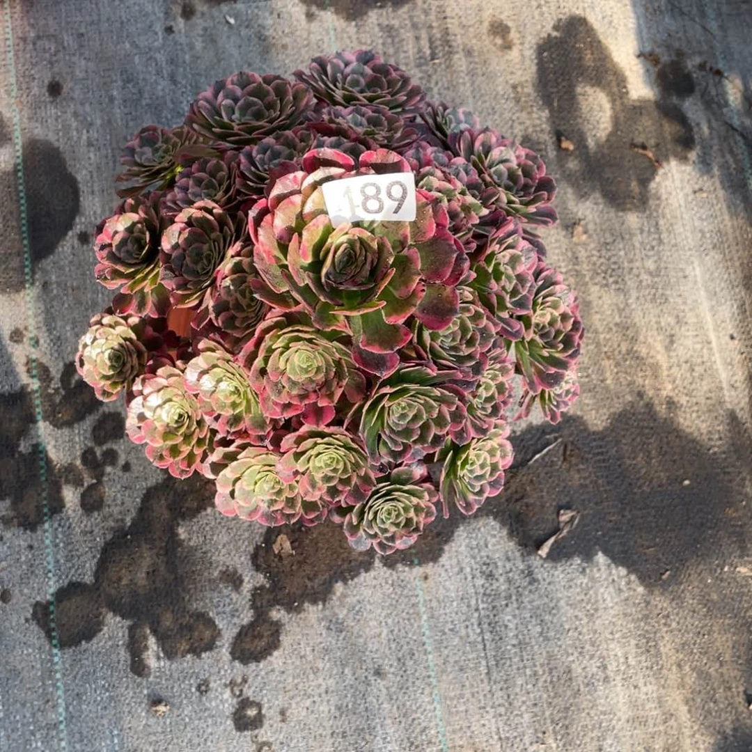 霁月多肉植物老桩