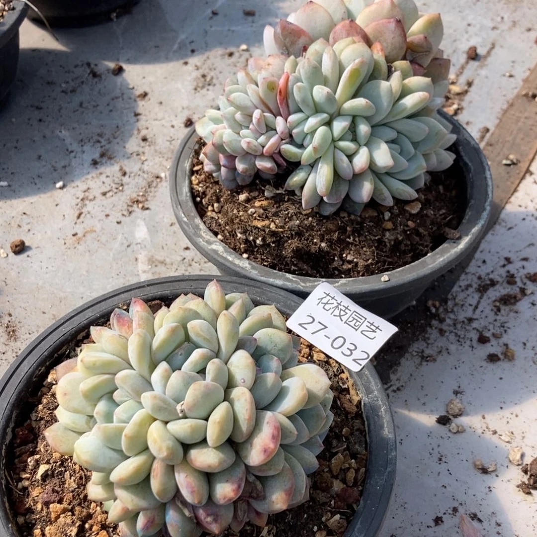 27.32星影朵朵2颗一物一拍