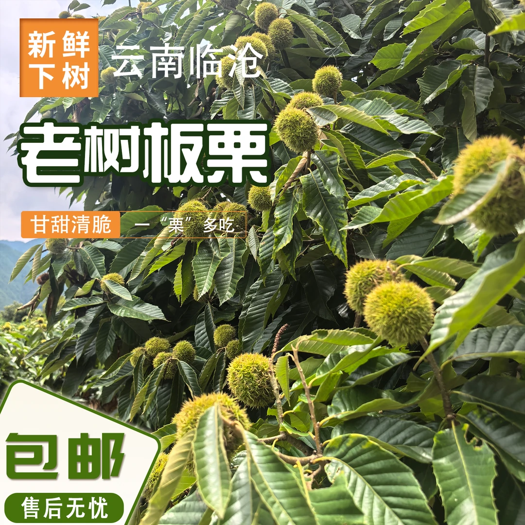 云南深山老树新鲜带壳板栗饱满新果粉糯香甜零食坚果
