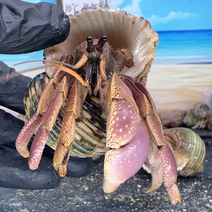 A74-2.6口短腕寄居蟹