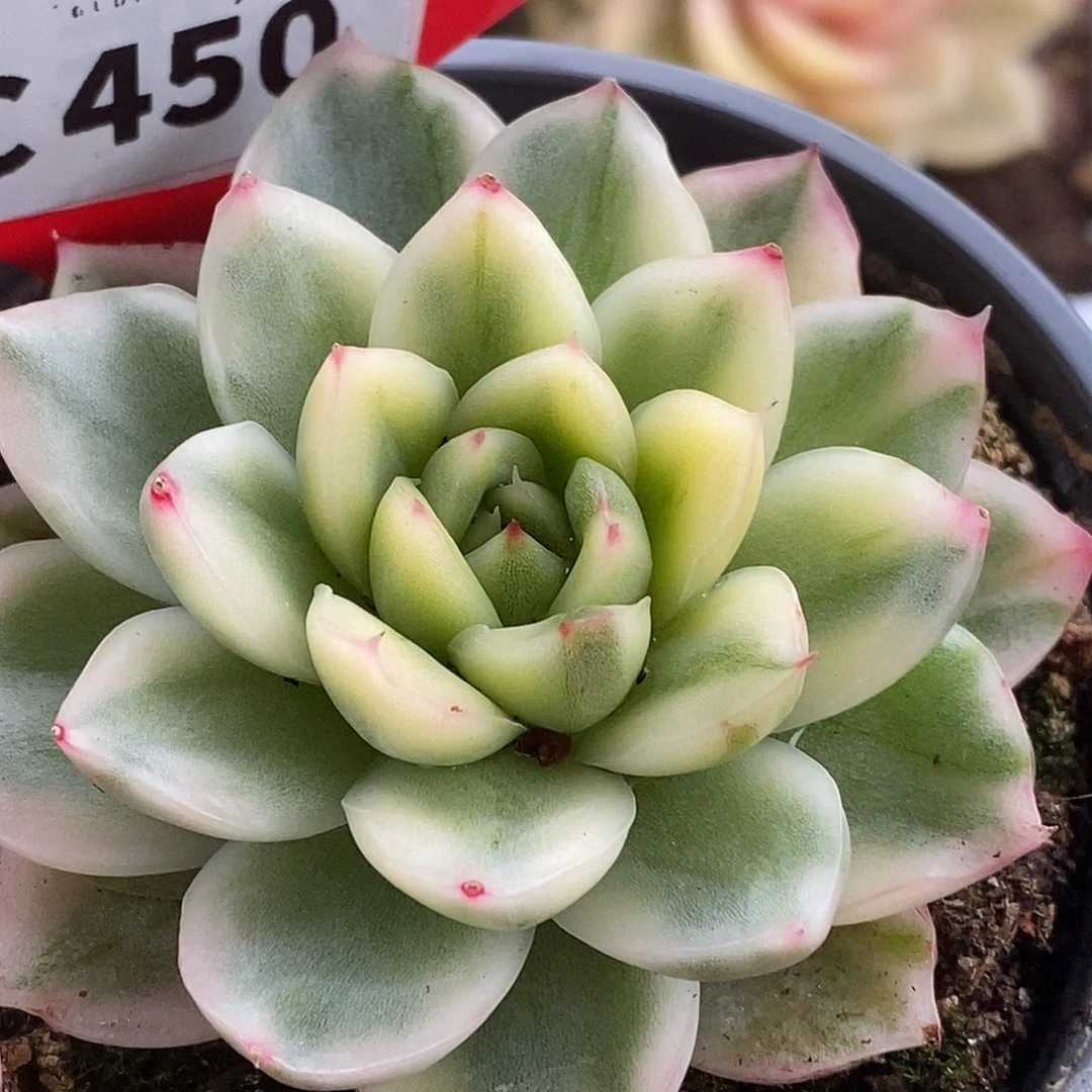 450福利哈哈哈哈哈哈