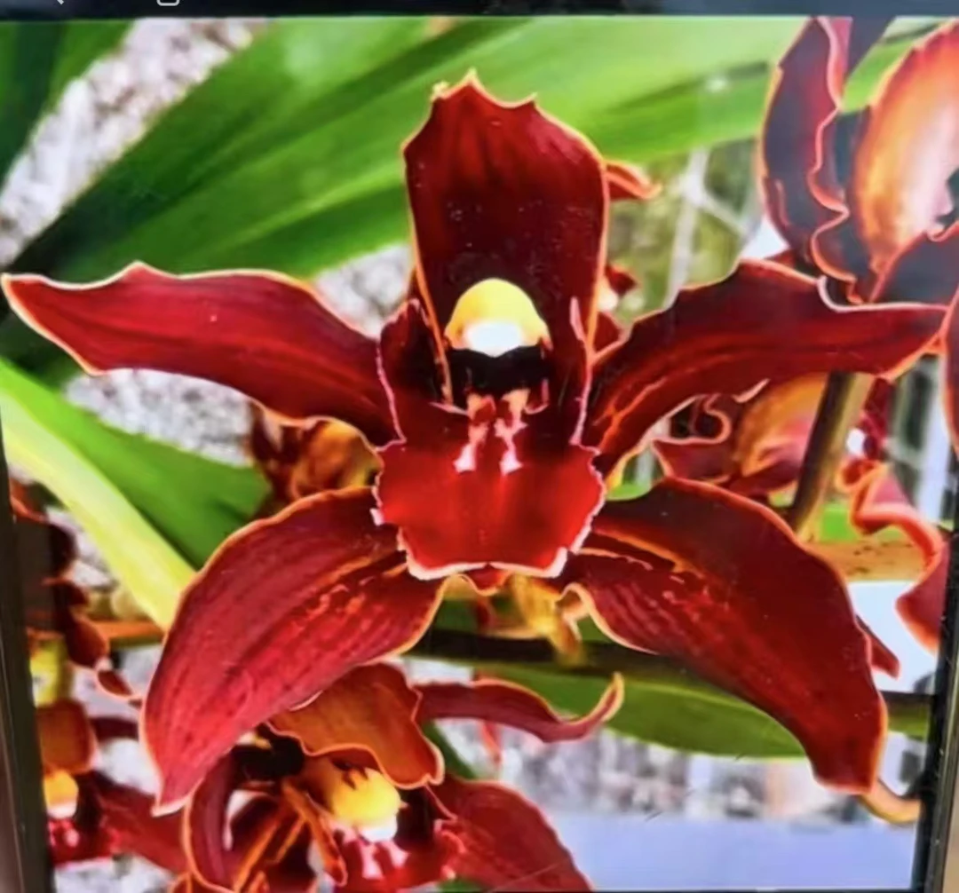 虎兰之家——大红袍