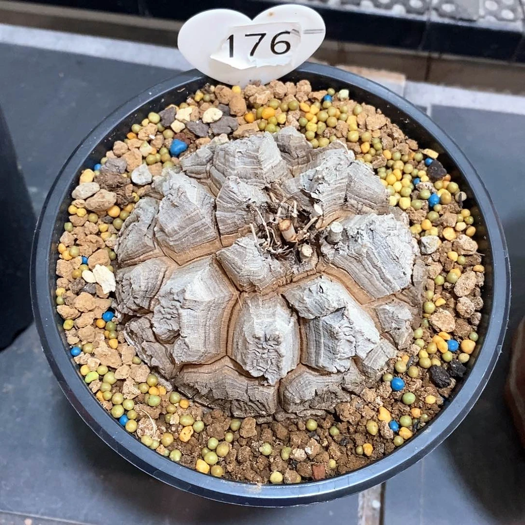 南非龟甲龙龟甲龙