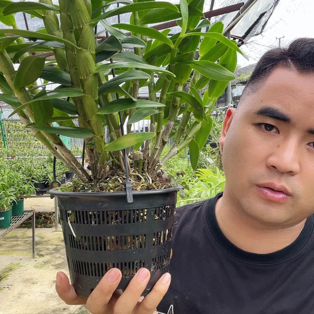 当前无花朵，栽培后可花朵春石斛