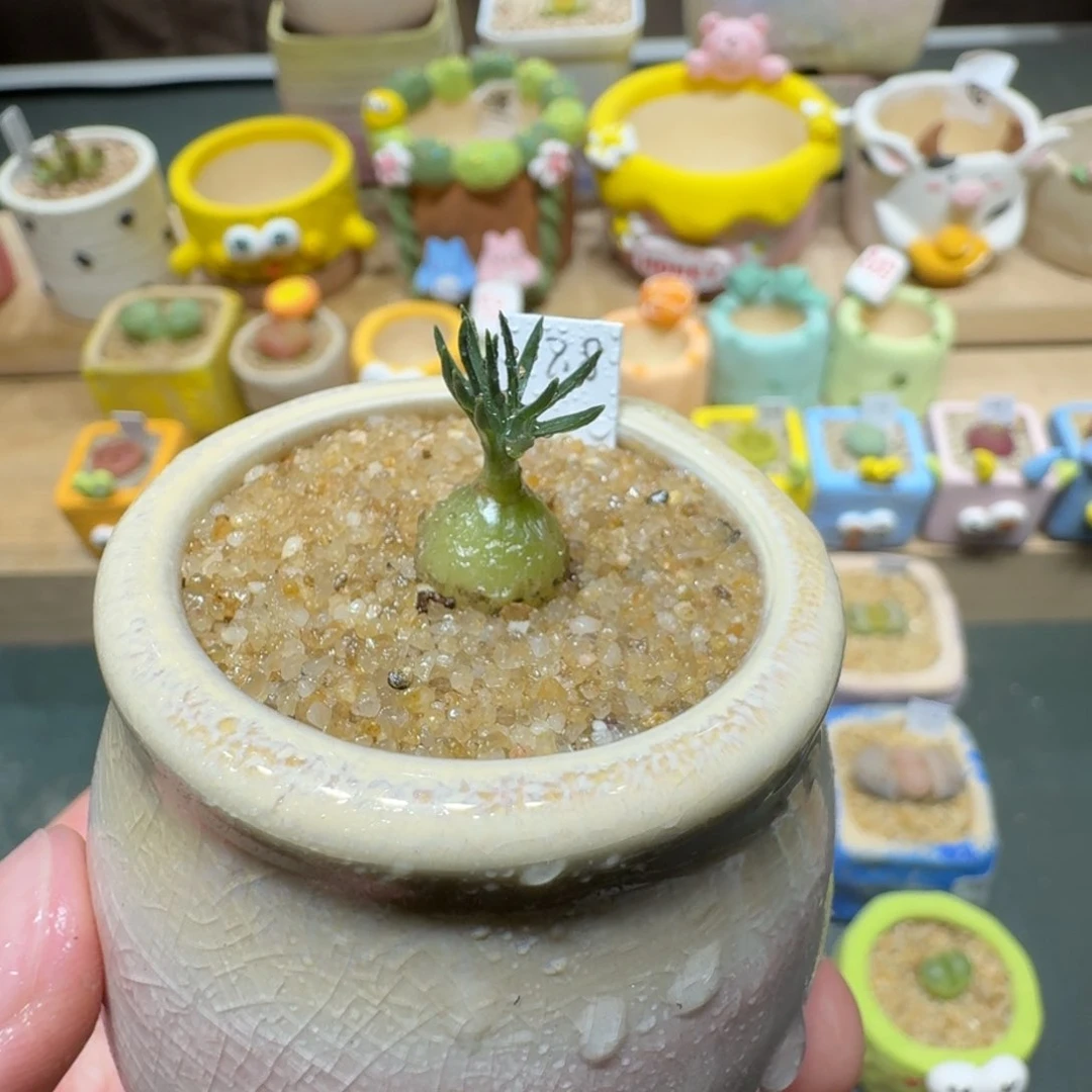 红陶蘑菇439小海葱