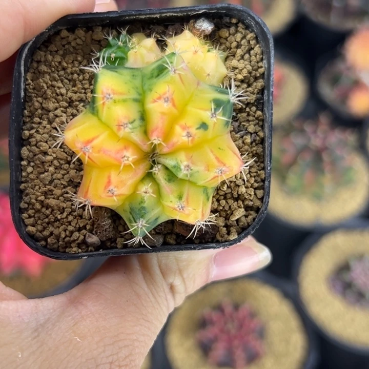 泰国米哈仙人球实生