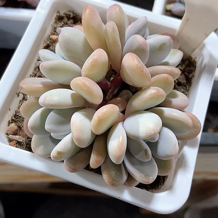 多肉植物粉兔2027