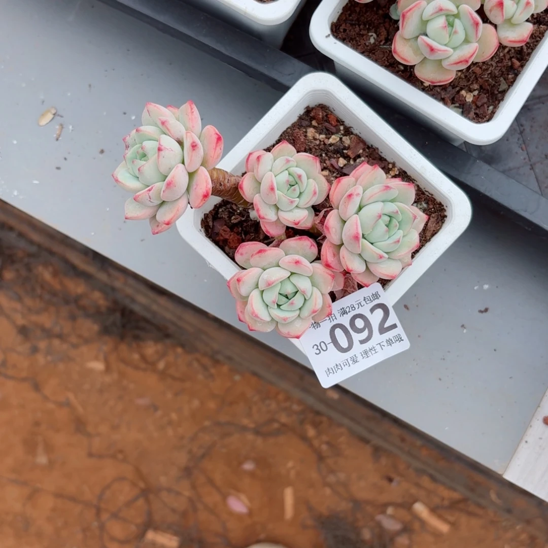 白底香草多肉无盆土发货无盆土发货无