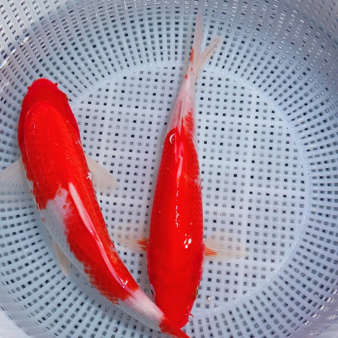 锦鲤锦鲤观赏鱼1111