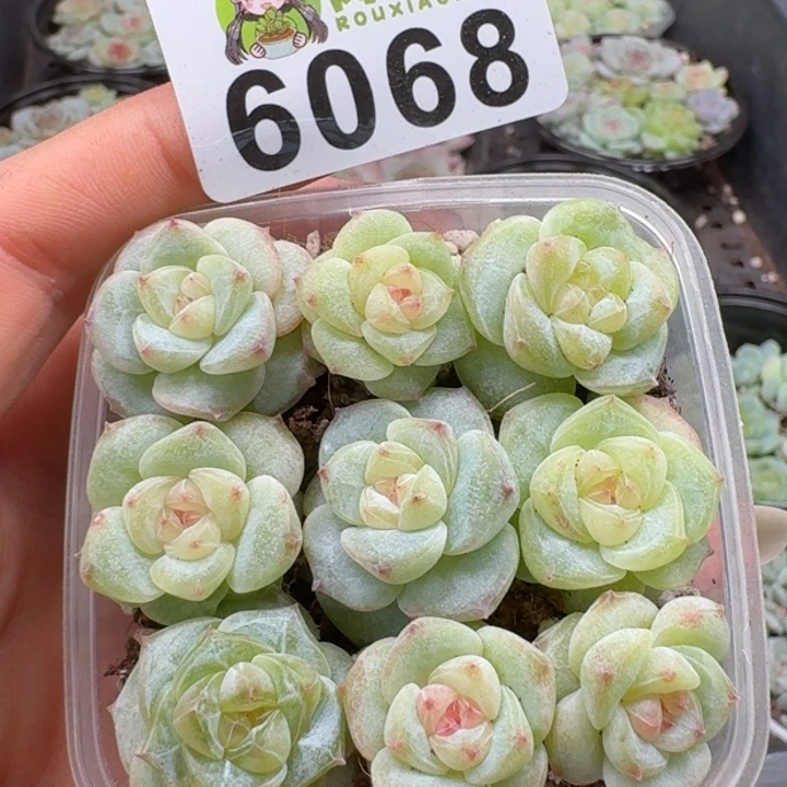 多肉植物多肉植物
