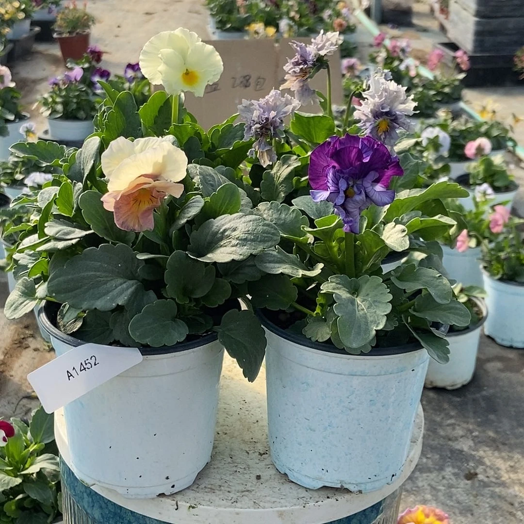 大部分花苞少量开放1452