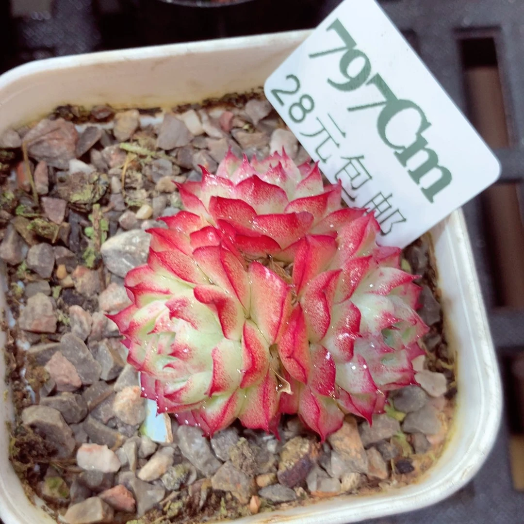 5厘米盆精控多肉797