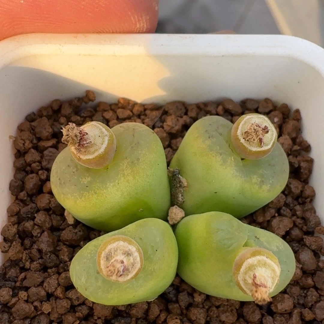 王***木云缦精品番杏13.18