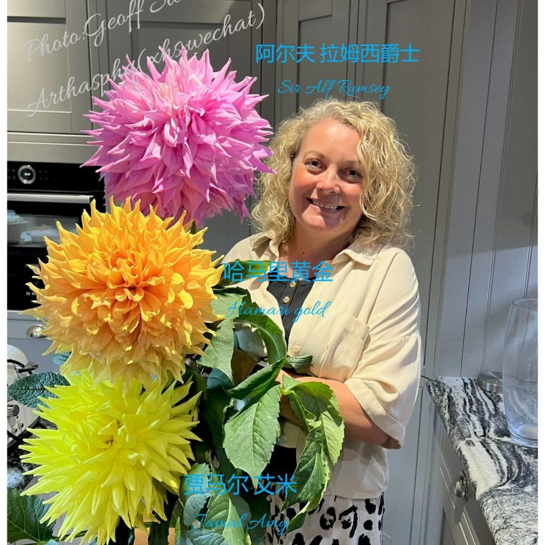 【阿尔夫】，【哈马里黄金】，【贾马尔·艾米三色装】45CM大花大丽花种球