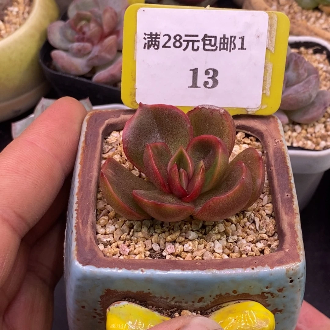113红灯锦福利多肉……
