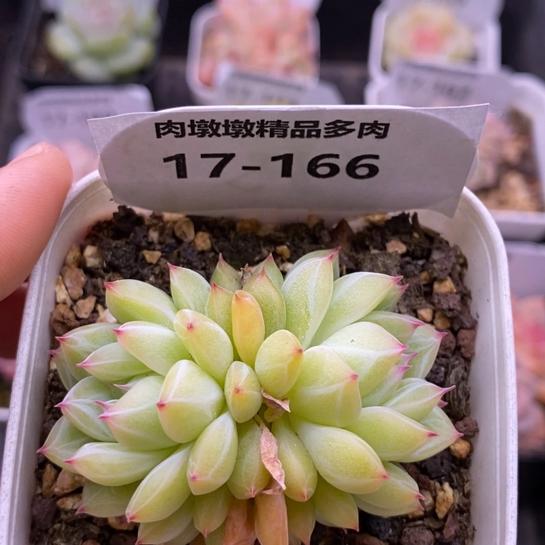 【闪购商品】海**梦17-166