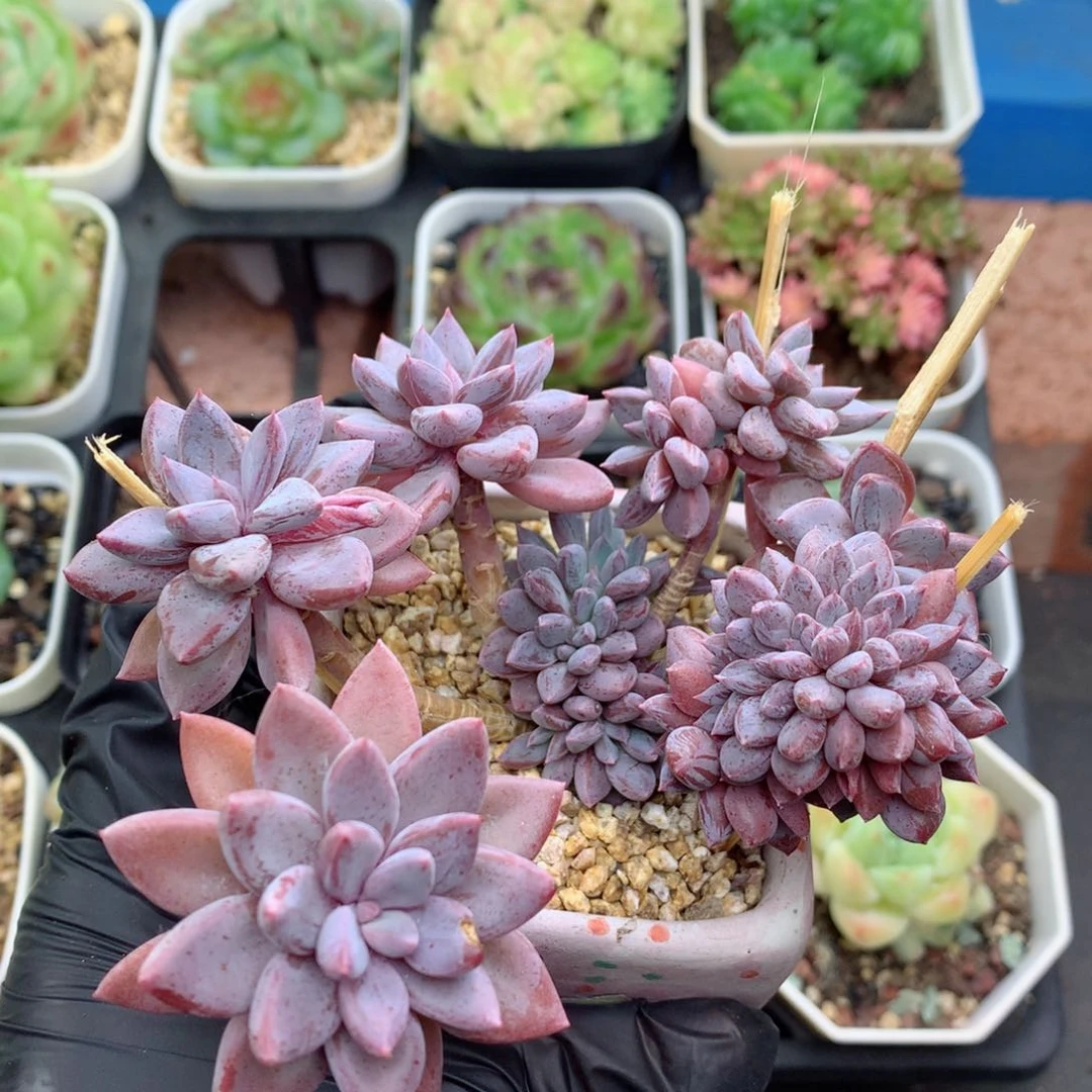 58包邮  群生不包整巧克力100