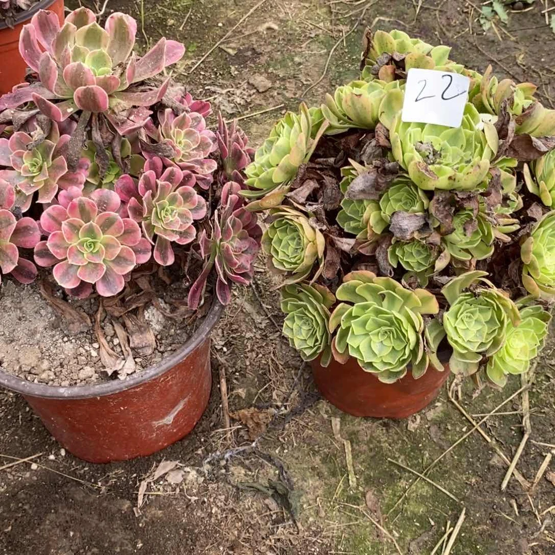 晓****》多肉植物组合拼盘22