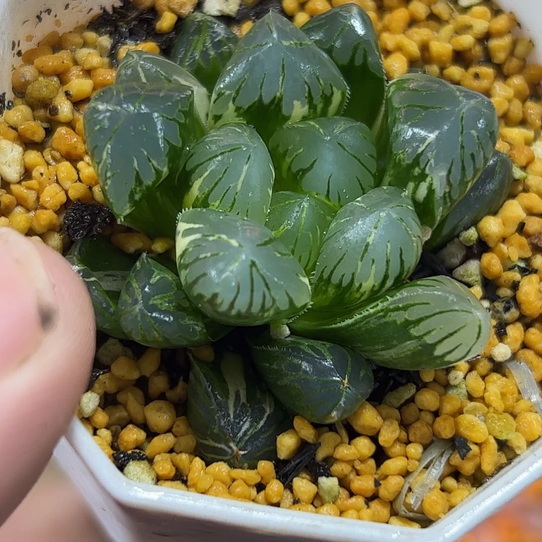 实生玉露锦十二卷多肉植物