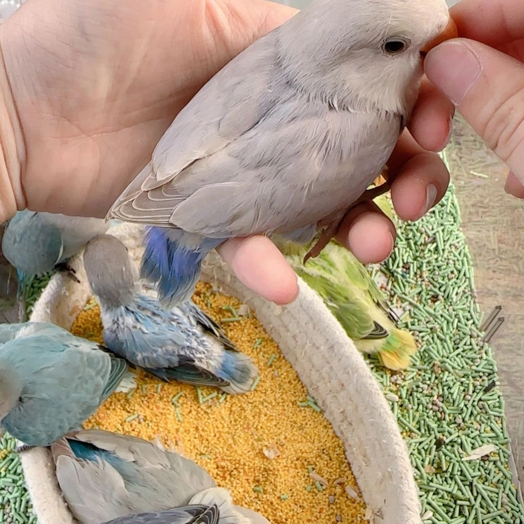 桃脸牡丹鹦鹉福利多多