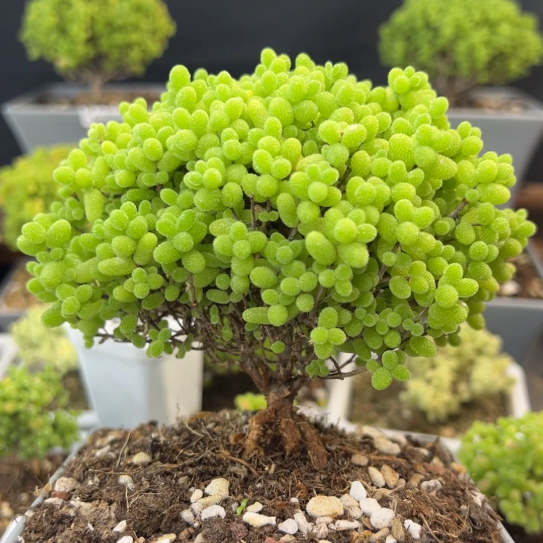 【闪购商品】dy0686提根粗腿金桔糖球冠幅13cm