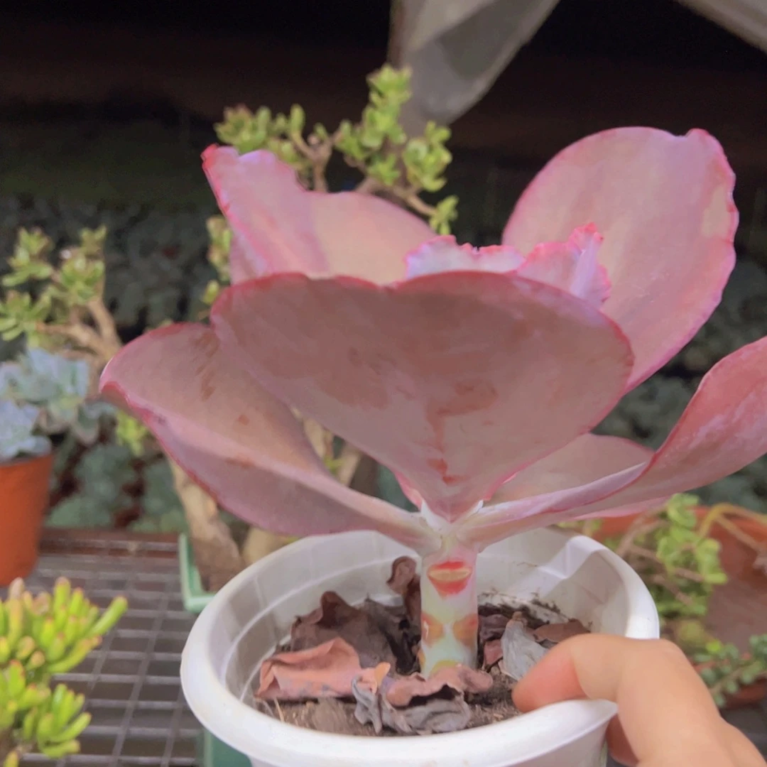 天空之城大单头多头